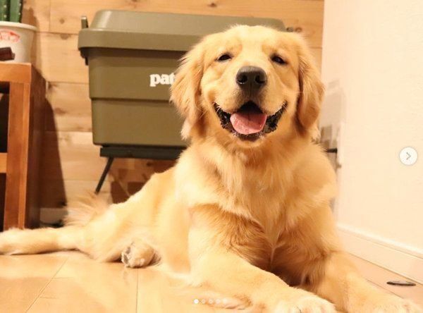 ゴールデン・レトリーバーのモッシュくん