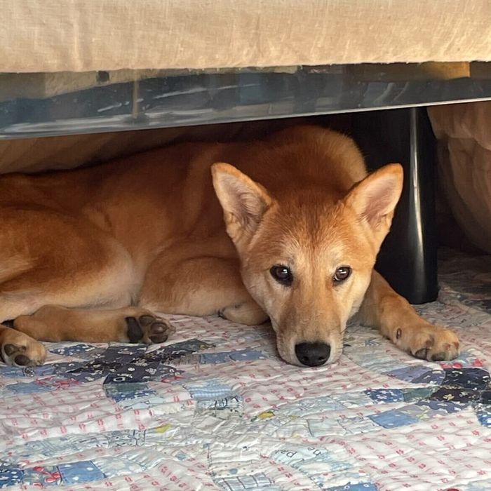 お迎え直後の犬生後約6カ月
