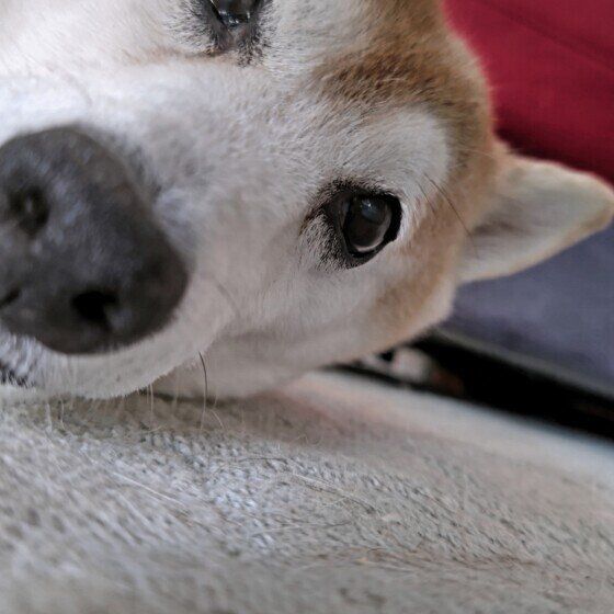 柴　ドアップ