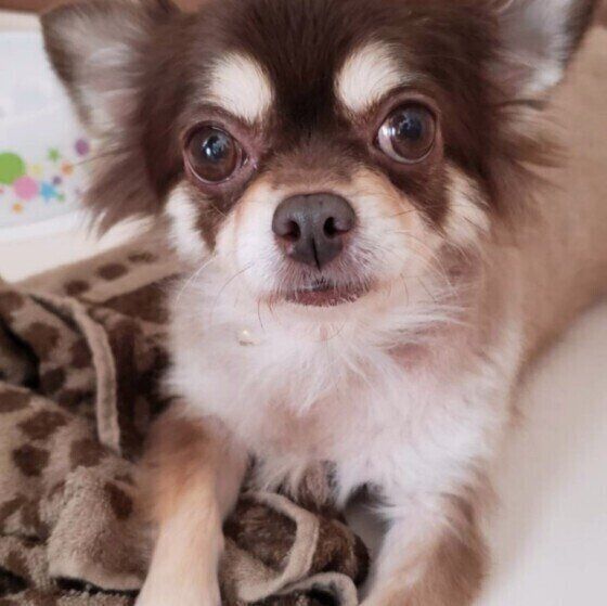 チワワのモカちゃん