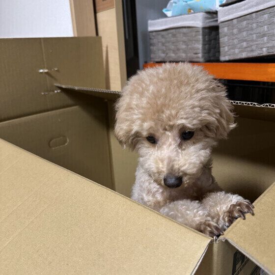 ダンボール箱に入っているトイプードル