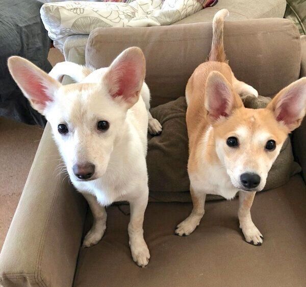 見つめる梅ちゃん、稀ちゃん