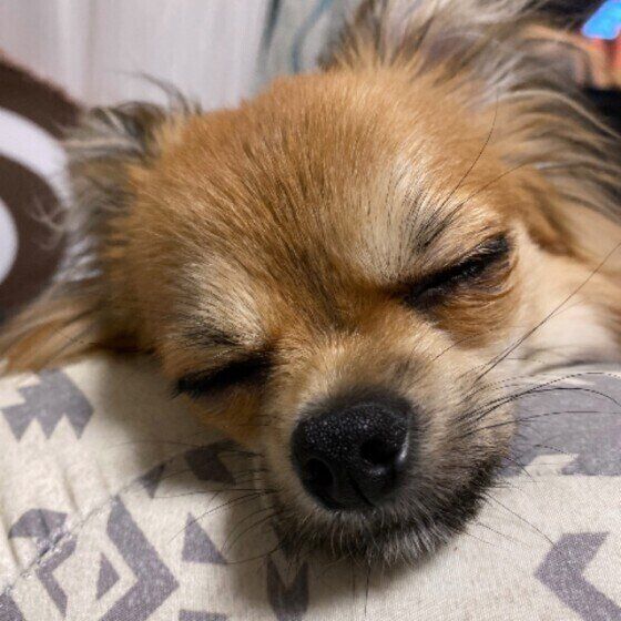 気持ちよさそうに眠っている茶色いチワワの顔アップ