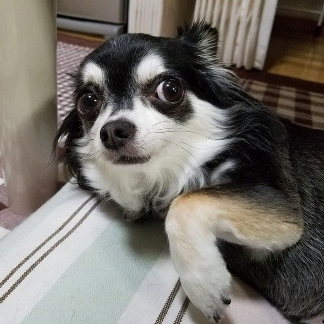 多頭飼いに向かない犬の特徴 知らないと後悔するケースも いぬのきもちweb Magazine 多頭飼いに向かない犬の特徴 知らないと後悔するケースも いぬのきもちweb Magazine