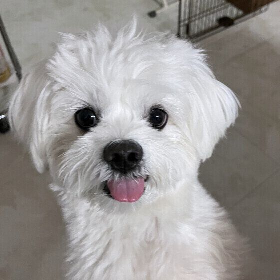 小型犬MIXの笑顔