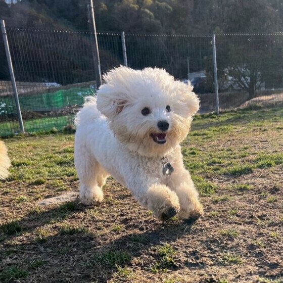 ビション・フリーゼのあわちゃん