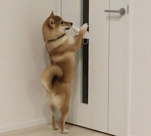 マスクを咥える柴犬