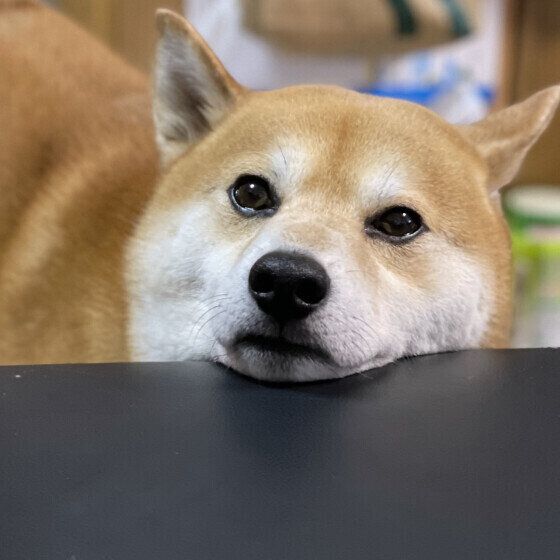 あごをのせておねだりする柴