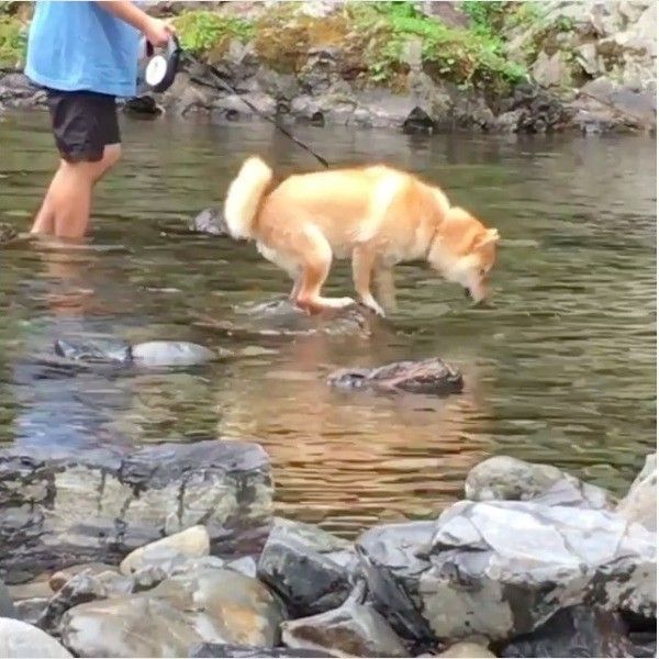 ライオンキングワンコ