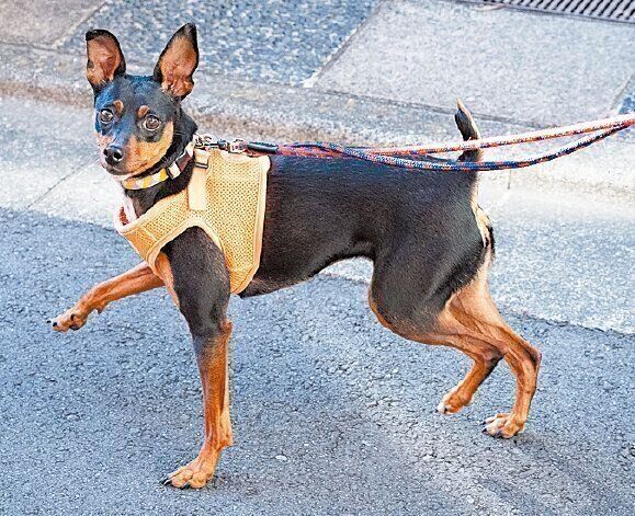 こころちゃん（推定１才）は、独身者が結婚後、状況が変わったので手放すことになり、コクアが保護しました