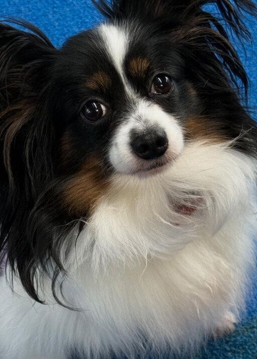 推定4才頃のパピヨン