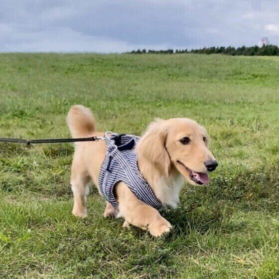 犬のウンチにそうめんのような虫が出てきた おなかの虫の対処法 いぬのきもちweb Magazine