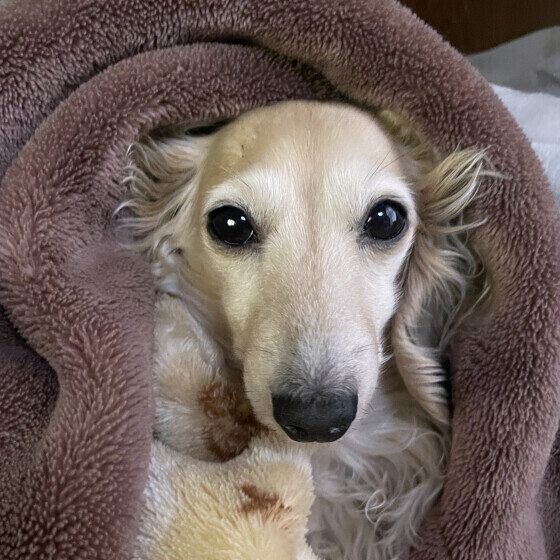 カニーンヘン・ダックスフンド　ナラ  