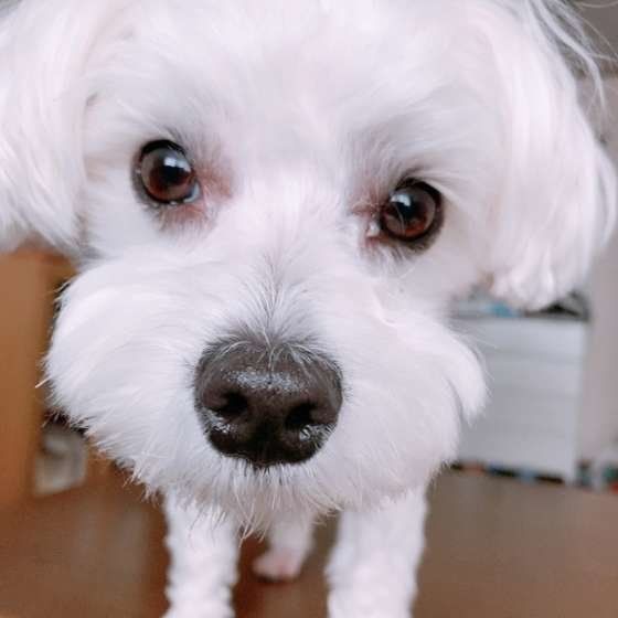 マルチーズのちゃちゃ丸くん