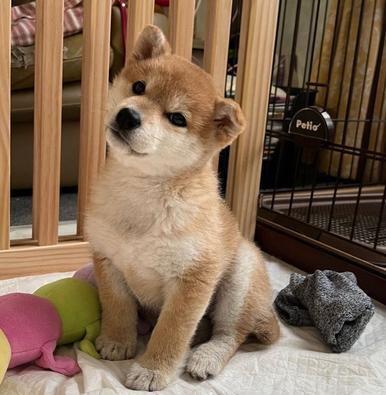 お迎えしたばかりのころのにこちゃん