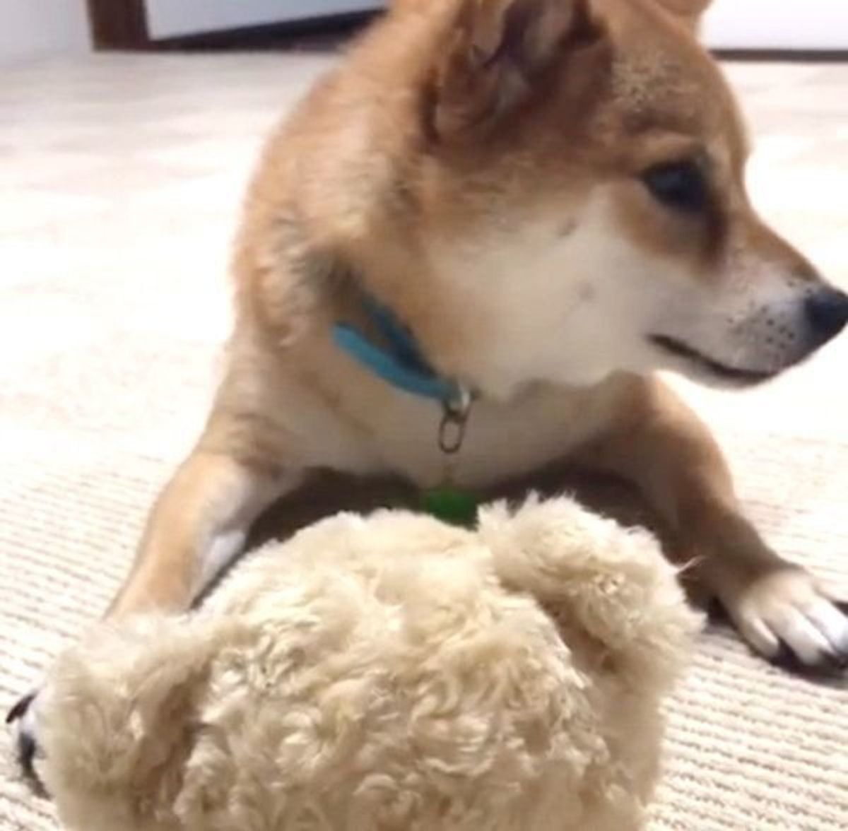 喋るぬいぐるみに で反撃 柴犬の謎の行動に思わずキュン いぬのきもちweb Magazine 喋るぬいぐるみに で反撃 柴犬の謎の行動に思わずキュン いぬのきもちweb Magazine