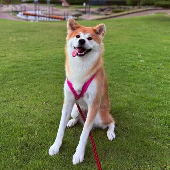 犬の秋から冬の過ごし方と注意点 季節の変わり目に犬の体調管理でできること いぬのきもち