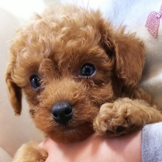 子犬のトイプー