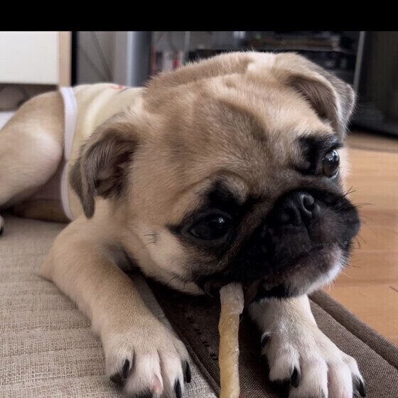 パグのRaLaちゃん