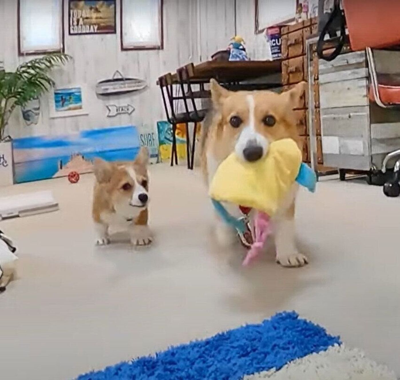 はじめてお友達と遊ぶ子犬のコーギー 緊張しつつも お腹見せ でご挨拶 いぬのきもちweb Magazine はじめてお友達と遊ぶ子犬のコーギー 緊張しつつも お腹見せ でご挨拶 いぬのきもちweb Magazine
