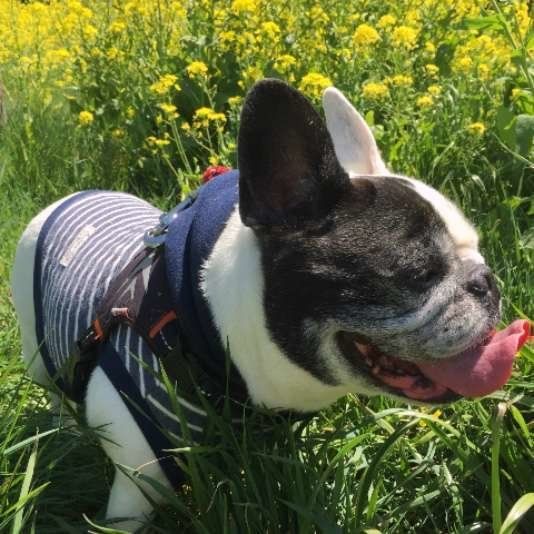 お散歩するフレンチ・ブルドッグ