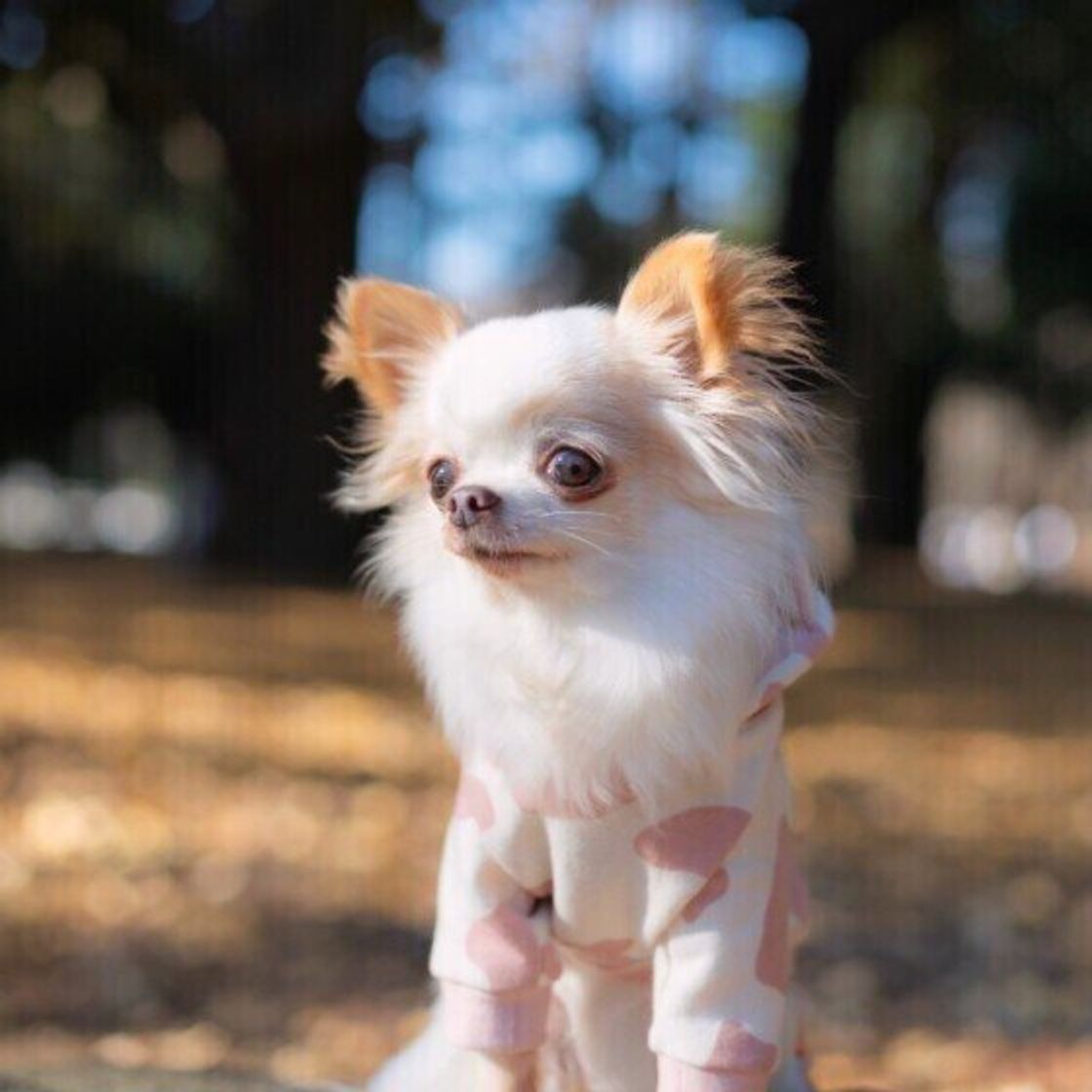 獣医師が教える 犬の避妊手術を徹底解説 時期 方法 費用まで いぬのきもちweb Magazine 獣医師が教える 犬の避妊手術を徹底解説 時期 方法 費用まで いぬのきもちweb Magazine