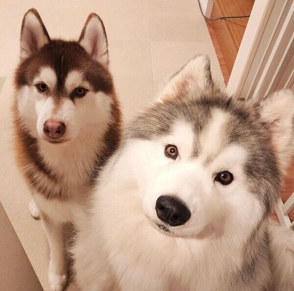 見つめるバンデくん、グーテくん