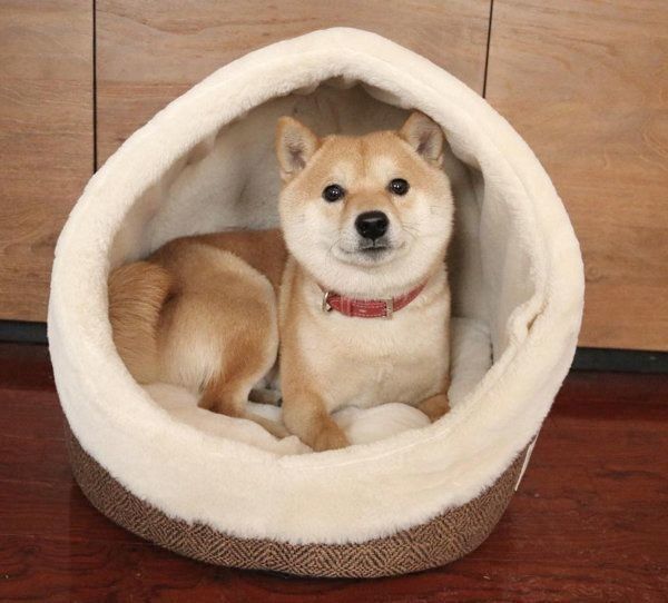 豆柴の豆千代くん