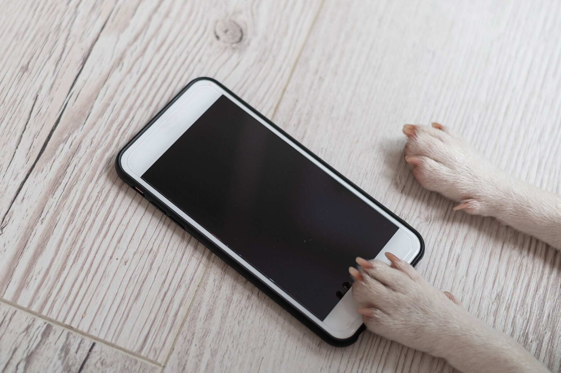 木製の背景にスマートフォンの画面に触れる犬の足のクローズアップ