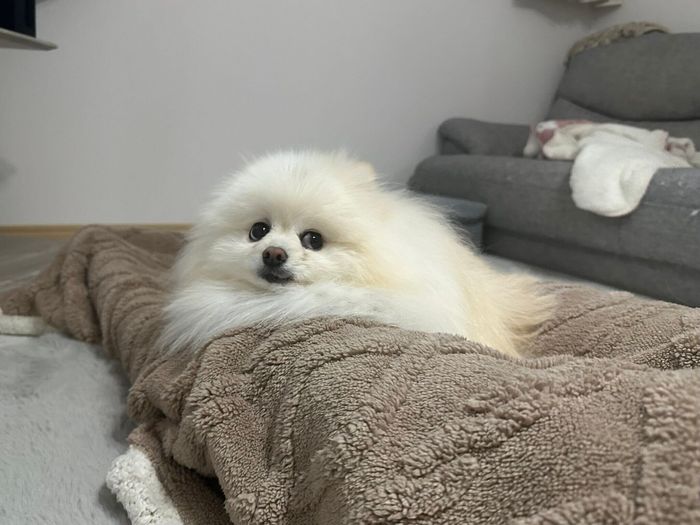 ちらりと見える白目がたまらなくかわいい