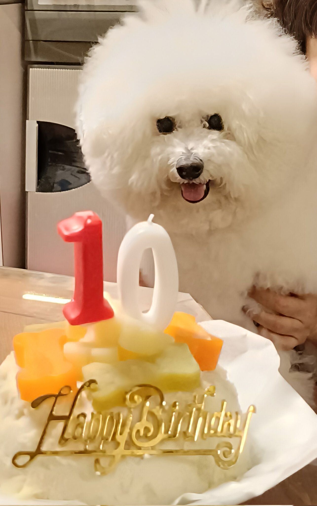 10才のお誕生日の様子　幸せそうなノンノちゃんの表情に癒やされる