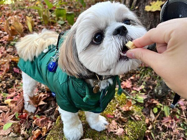 おやつをもらうあいすちゃん