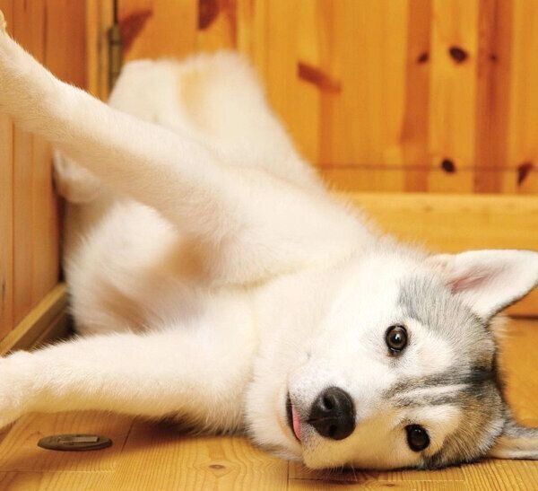 舌を出す子犬時代のいろはちゃん