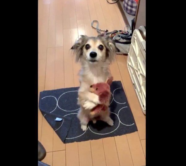 飼い主さんが外出してしまうことに気づいたモコナモドキくん