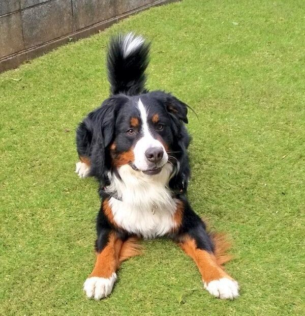 庭でくつろぐココちゃん