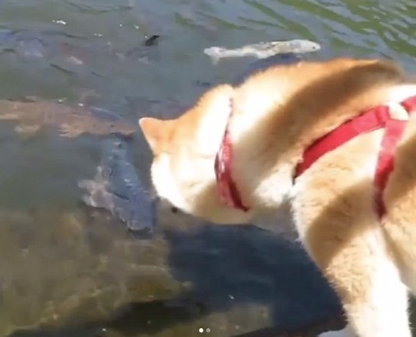 池の鯉にビビる柴犬