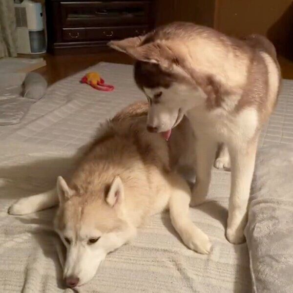 遊びたいイチくんとそっとしておいてほしいココちゃん