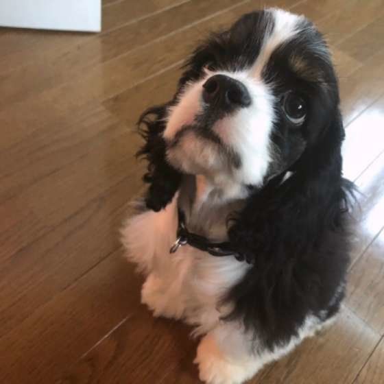 上を見つめるアメリカン・コッカー・スパニエル