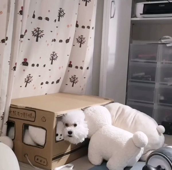 ダンボールの中に入るトイ・プードル