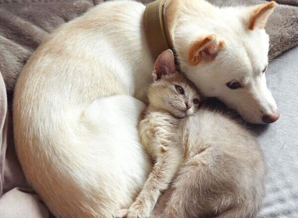 くっついて眠る麦くんとラテちゃん