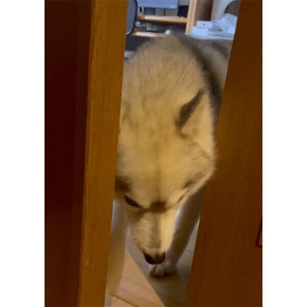 お出迎えするユキちゃん