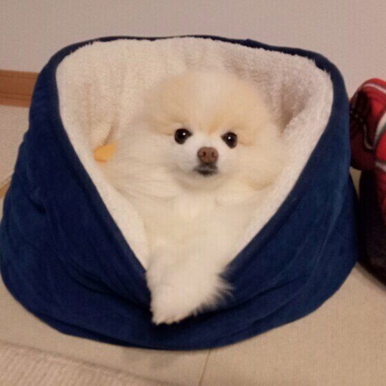 ポメラニアンのリオくん