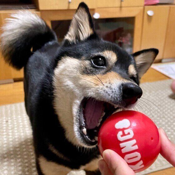 思わぬ事故が起こるかも？ 犬用グッズを使う際の注意点 いぬのきもち