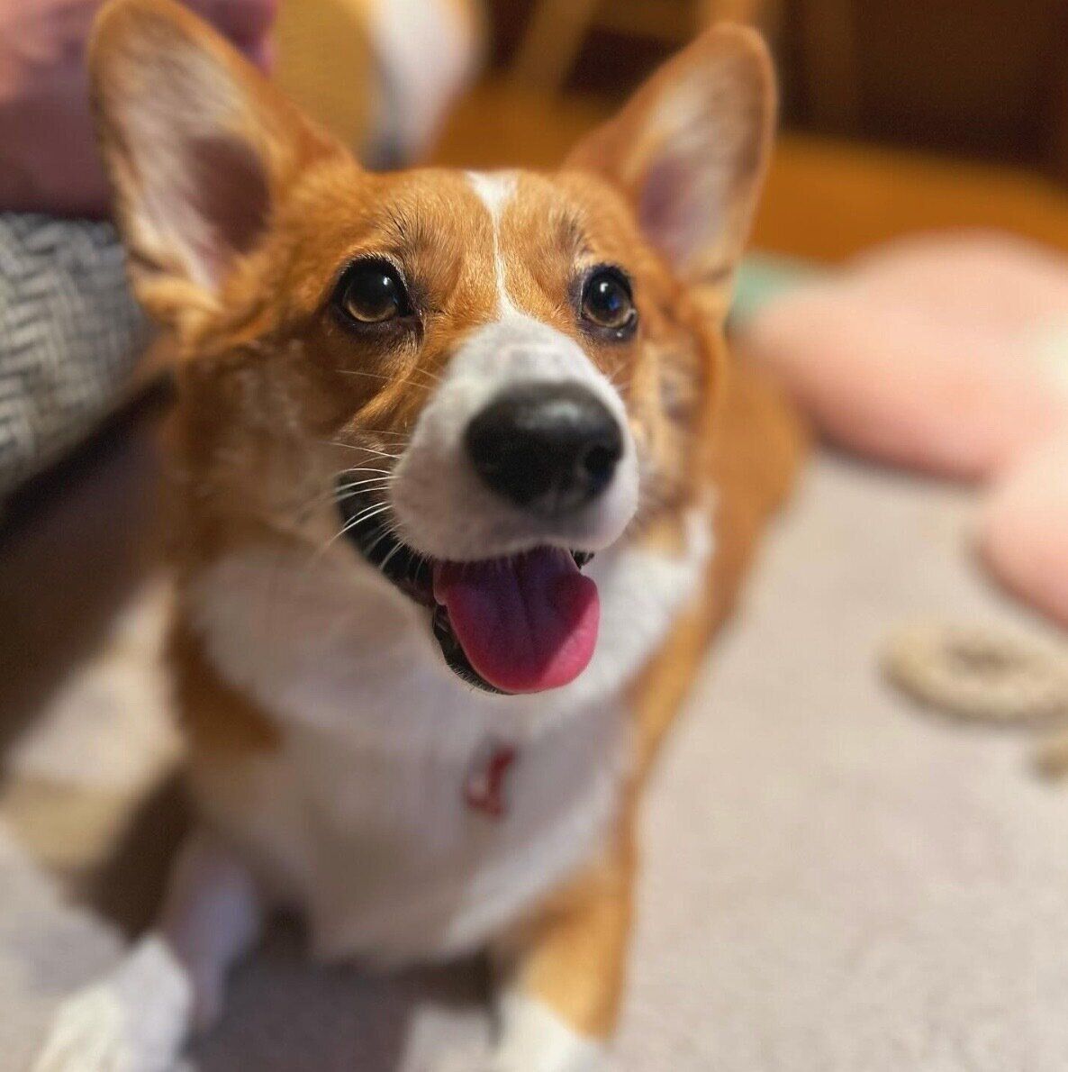 笑顔が可愛いモカちゃん