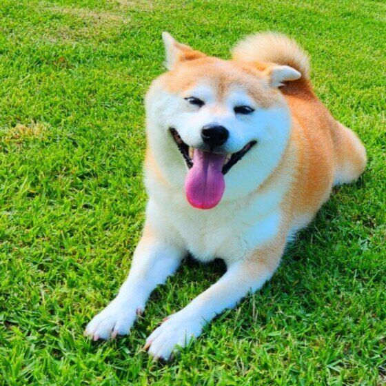 ドッグランでたくさん遊んだよ♪