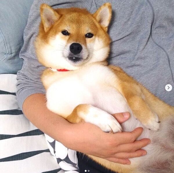 くつろぐペロルちゃん