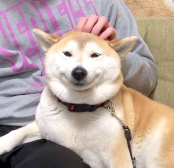 かわいい笑顔を見せる柴犬