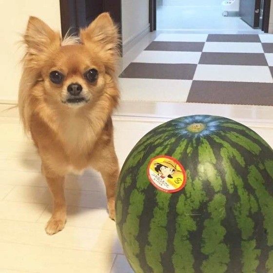 スイカと並ぶチワワ
