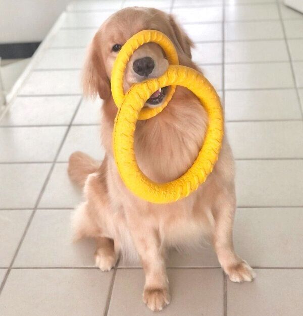 オモチャを咥えるよつばちゃん