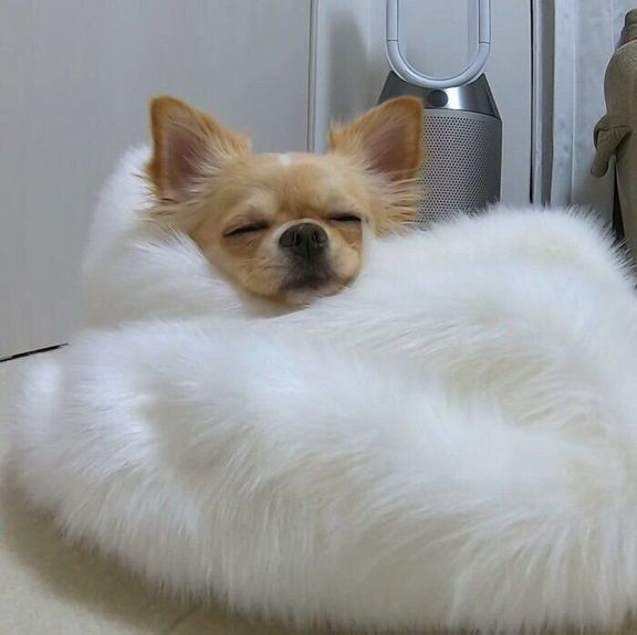 眠るチワワ